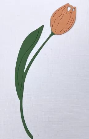 Die - Tulip